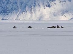 07A Seals On The Ice From Qamutiik Sled On Our Floe Edge Adventure Nunavut Canada